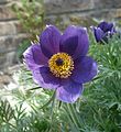 Anemone vulgaris close-up