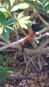 Anolis sagrei, encontrado em Ft. Lauderdale, Flórida