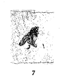 Rhagio primaevus 1937 N. Théobald Holotype.