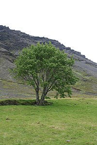 Tré ársins 2015. Sandfelli í Öræfum.