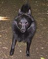 Schipperke