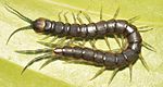 Centipede Scolopendra calcarata