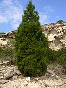 Tetraclinis articulata nas montanhas de Cartagena, Espanha