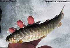 Description de l'image Thymallus brevirostris 657312.jpg.