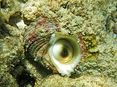 Un turban à bouche d'argent (Turbo argyrostomus)