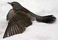 Turdus pilaris