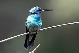 Fehérfarkú füleskolibri (Colibri serrirostris)