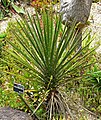 Yucca periculosa