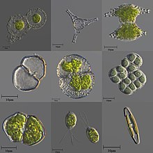 各種微觀的單細胞和群體淡水藻類