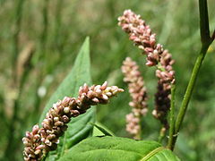 Inflorescences.