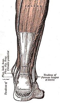 Задний вид стопы и ноги: ахиллово сухожилие подписано как tendo calcaneus. Икроножные мышцы сдвинуты для обзора