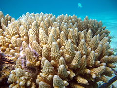 Acropora gemmifera, un corail digité.