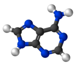 Image illustrative de l’article Adénine