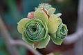 Aeonium balsamiferum