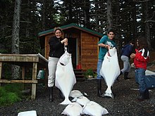 Photo of several, near human-sized white fish. Two people hold halibuts.