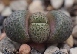 Молодой побег Aloinopsis schooneesii