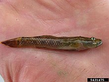 a small brown streamlined fish with red patterns in its scales, laying in a human hand