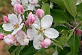 Apple tree blossoms (Malus pumila)