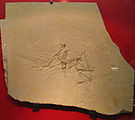 Archaeopteryx bavarica im Paläontologischen Museum (2. Oktober 2005)