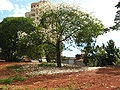 Ceiba graviozii, (paineira branca), São Paulo, Brazil