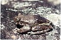 Image 28This frog changes its skin colour to control its temperature. (from Animal coloration)