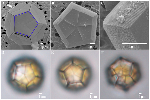 (A) REM-Aufnahme der Coccolith-Form von B. bigelowii, umgeben von 12 Pentalithen. Die fünfeckigen Pentalithen (Kalkschuppen der Braarudosphaeraceae) bestehen aus jeweils fünf trapezförmigen Teilen. Der schwarze Doppelpfeil zeigt die Länge der Pentaliths-Kante an. (B) REM-Aufnahme des Pentaliths von B. bigelowii. (C) Die Nahaufnahme der Seite vom vor­herigen Bild (B) zeigt die laminare Struktur der Schuppen. (D) - (F) LM-Aufnahmen von drei verschiedenen Exemplaren.[5]