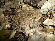 Bufo bufo 2009 G1