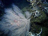 Callogorgia americana aus der Familie derPrimnoidae, aufgenommen bei einer der Tiefseeexpedition, NOAA (2018)