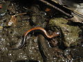 Salamandre cendrée, boisés de l'université.