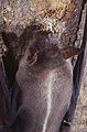 Murciélago pescador (Noctilio leporinus)