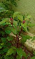 Celosia flower