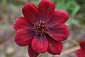 یک گونه از گل شاه اشرفی به نام Cosmos atrosanguineus