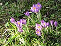 Crocus tommasinianus 'Barr's Purple'