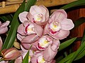 Cymbidium rose