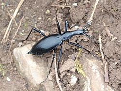 マイマイカブリ（蝸牛被、学名：Damaster blaptoides blaptoides Kollar, 1836）、伊吹山（滋賀県米原市）にて、2014年6月10日撮影