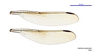 Male wings