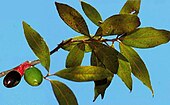 leaves and fruit