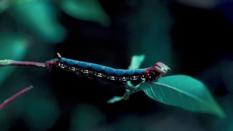 Larva di Erinnyis ello