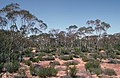 Mallees near Calperum, South Australia