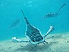 Three dorsoventrally flattened arthropods swimming in a shallow sea