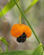 Geöffnete Frucht und Samen