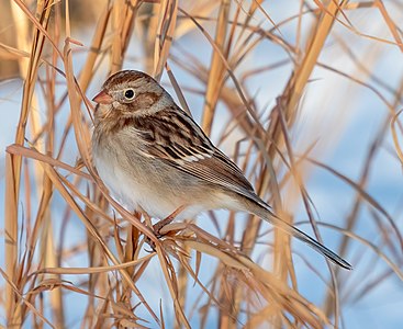 Field sparrow, by Rhododendrites