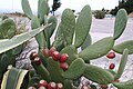 Opuntia ficus-indica, filoclados e frutos.