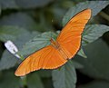 Dryas iulia