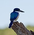 Forest kingfisher – Fogg Dam, Middle Point – Northern Territory, Australia – March 2014