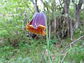 Fritillaria nigra