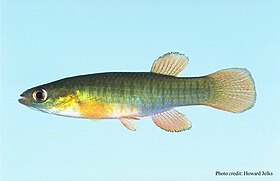 Fundulus auroguttatus