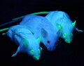 Image 15Genetically engineered mice expressing green fluorescent protein, which glows green under blue light. The central mouse is wild-type. (from Engineering)