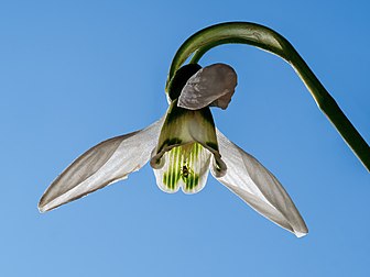 Périanthe d'un perce-neige, occupé par un puceron. (définition réelle 5 182 × 3 886)