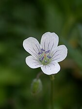 Alpnäva Geranium rivulare Vill.